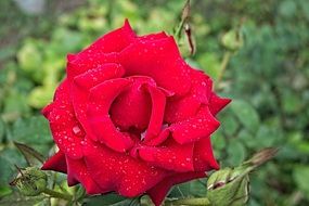 scarlet garden rose in water drops