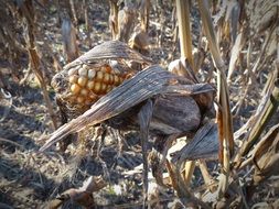 dried corn on the stalk