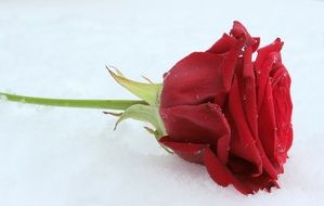red rose blossom with water drops