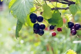 black currant fruit on a green bush