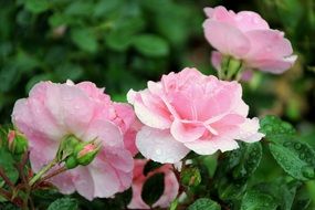 Raindrops on the pink rose flowers