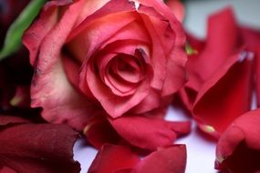 Beautiful colorful Rose Bloom covered wih Petals on valentine's day