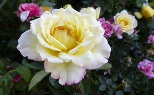 two-tone roses on a bush