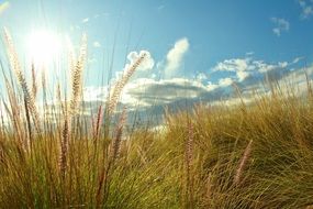 Sunshine on the grass in summer