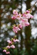 charming pink tree blossoms