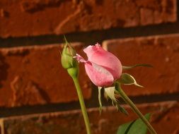 Pink rose buds blossom in summer