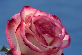 Rose Pink And White Blossom close
