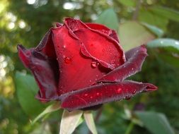 red rose bud with dew drops