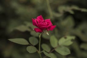 perfect garden rose