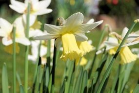 yellow spring narcissus