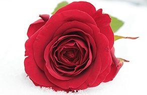 charming red rose on a white background