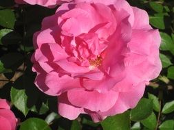 pink garden rose under the bright sun