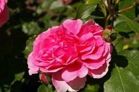 filigree pink garden rose