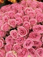 huge bouquet of pink roses close up