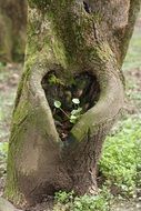hollow in the shape of a heart on the trunk