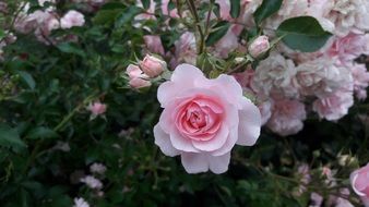 lush pink rose on a large flowering bush