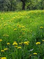 yellow dandelions on a green field in summer