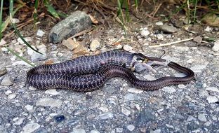 Snake eats Mouse