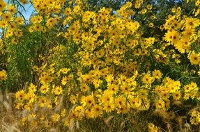summer yellow flowers on a bush