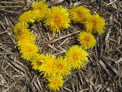 Hear made of the yellow dandelion flowers on Mother's Day