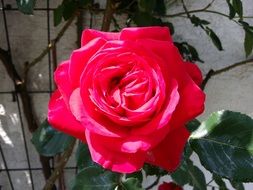 fresh Red Rose Blooming