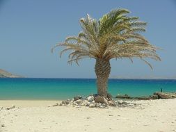 Small growing palm tree on a sand beach