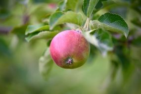 apple in the garden close-up