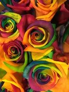 A lot of colorful flowers