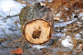 wooden log on frozen ground