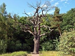 dead oak in a clearing in the forest