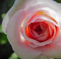 pink Rosebud, Close Up, back light