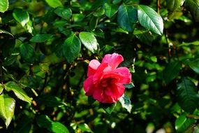 red rose on a bush with green leaves