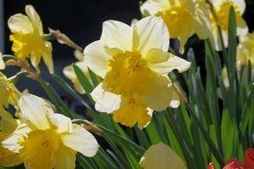 narcissus Easter flowers
