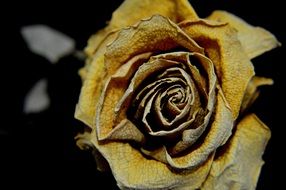 yellow dry rose on a dark background