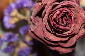 photo of dried burgundy rose