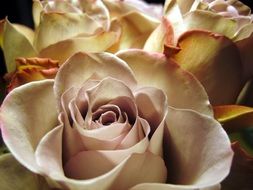 pale roses in a bouquet close-up