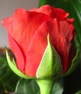 nice Rose Bloom