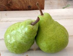 Pears harvest