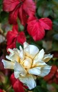 Elegant colorful rose flowers