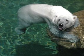 white Polar Bear in water