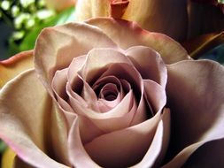 pale rose in a bouquet close up