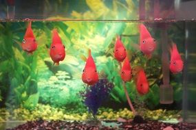 bright orange fish in the aquarium