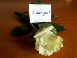 I Love You Rose message on a white rose