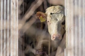 Cow Beef see you