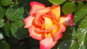 orange garden rose in the bright sun