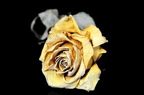 dry yellow rose on a dark background