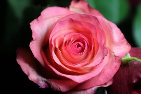 multi coloured Rose Bloom romantic