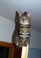 Kitten in Fear at top of Door