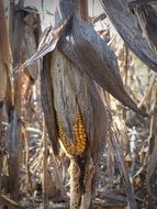 dry corn plant