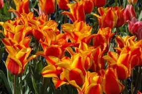 Colorful tulip flowers on the meadow